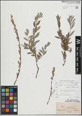Foto von Salix repens L.